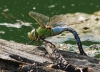 Anax imperator