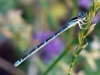 Coenagrion caerulescens