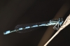 Coenagrion mercuriale