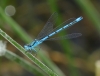 Coenagrion puella