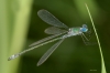 Lestes sponsa