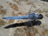 Orthetrum brunneum