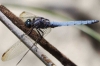 Orthetrum coerulescens