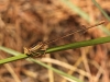 Platycnemis acutipennis Selys, 1841