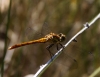 Sympetrum sanguineum