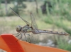 Sympetrum striolatum