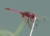 Trithemis annulata