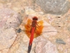 Trithemis kirbyi