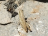 Euchorthippus elegantulus gallicus Maran, 1957 Euchorthippus elegantulus gallicus Maran, 1957