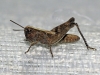Gomphocerinae Gomphocerinae
