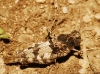 Oedipoda sp.