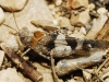 Oedipoda sp.