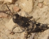 Oedipoda sp.