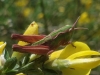 Stenobothrus sp. Stenobothrus sp.