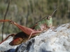 Stenobothrus sp. Stenobothrus sp.