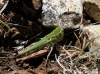 Stenobothrus sp. Stenobothrus sp.