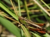 Stenobothrus sp. Stenobothrus sp.