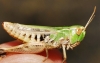 Stenobothrus sp. Stenobothrus sp.