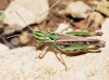 Stenobothrus sp. Stenobothrus sp.