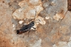 Stenobothrus Stenobothrus