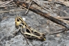 Stenobothrus Stenobothrus