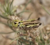 Stenobothrus Stenobothrus