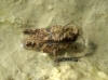 Tetrix depressa Brisout de Barneville, 1848 Tetrix depressa Brisout de Barneville, 1848