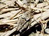 Tetrix depressa Brisout de Barneville, 1848 Tetrix depressa Brisout de Barneville, 1848