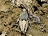 Tetrix depressa Brisout de Barneville, 1848 Tetrix depressa Brisout de Barneville, 1848