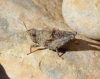 Tetrix depressa Brisout de Barneville, 1848 Tetrix depressa Brisout de Barneville, 1848