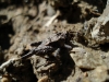 Tetrix depressa Brisout de Barneville, 1848 Tetrix depressa Brisout de Barneville, 1848