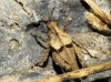 Tetrix depressa Brisout de Barneville, 1848 Tetrix depressa Brisout de Barneville, 1848