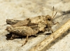 Tetrix depressa Brisout de Barneville, 1848 Tetrix depressa Brisout de Barneville, 1848