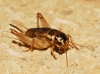 Eugryllodes sp. Eugryllodes sp.