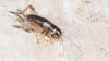 Eugryllodes sp. Eugryllodes sp.