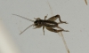 Eugryllodes sp. Eugryllodes sp.