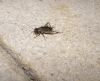 Eumodicogryllus bordigalensis Eumodicogryllus bordigalensis