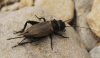 Gryllus bimaculatus Gryllus bimaculatus