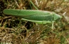 Tettigonia viridissima Linnaeus, 1758
