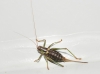 Antaxius (Chopardius) chopardi Morales Agacino, 1936 Antaxius (Chopardius) chopardi Morales Agacino, 1936