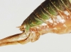 Antaxius (Chopardius) chopardi Morales Agacino, 1936 Antaxius (Chopardius) chopardi Morales Agacino, 1936
