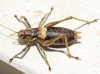 Antaxius (Chopardius) chopardi Morales Agacino, 1936 Antaxius (Chopardius) chopardi Morales Agacino, 1936