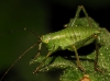 Barbitistes cf. fischeri Barbitistes cf. fischeri