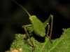 Barbitistes cf. fischeri Barbitistes cf. fischeri