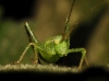 Barbitistes cf. fischeri Barbitistes cf. fischeri