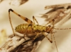Phaneroptera sp. Phaneroptera sp.
