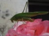 Phaneroptera sp. Phaneroptera sp.