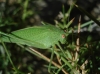 Phaneroptera sp. Phaneroptera sp.