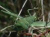 Phaneroptera sp. Phaneroptera sp.