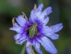 Phaneroptera sp. Phaneroptera sp.